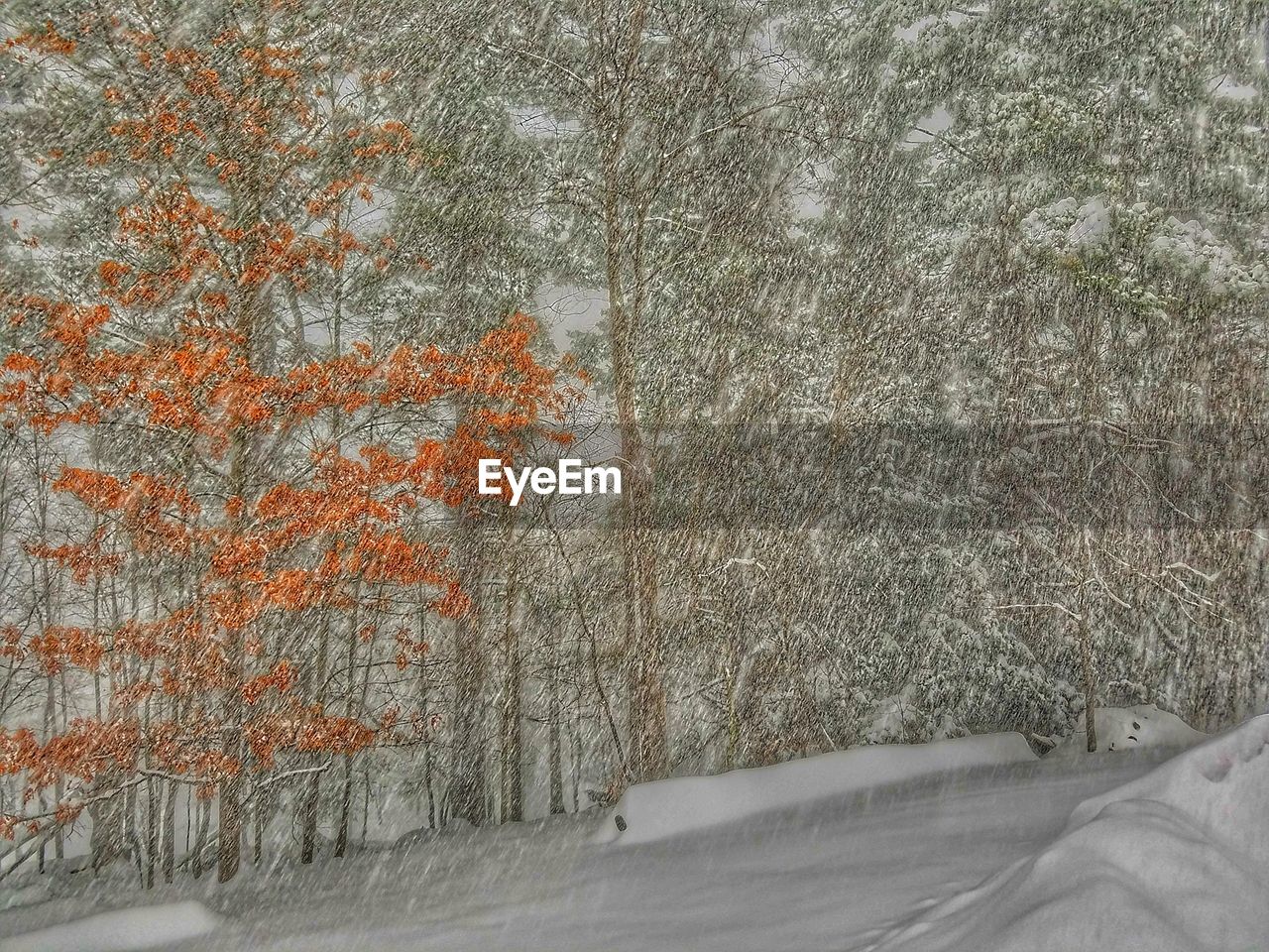 VIEW OF TREES AGAINST SKY