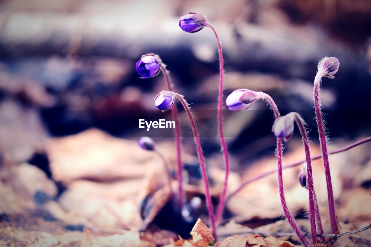 Close-up of water drops on flowers