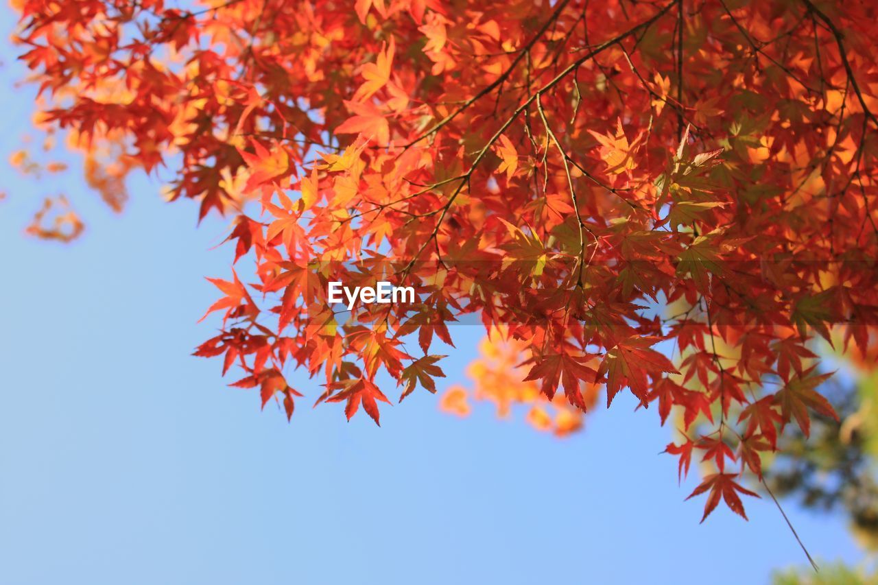 Low angle view of maple leaves