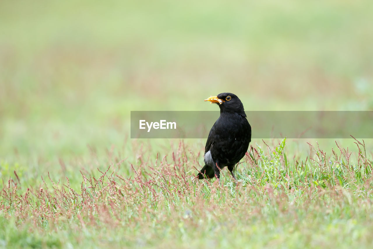 An eurasian blackbird