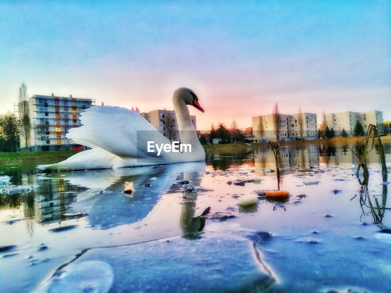 VIEW OF SWAN IN CITY