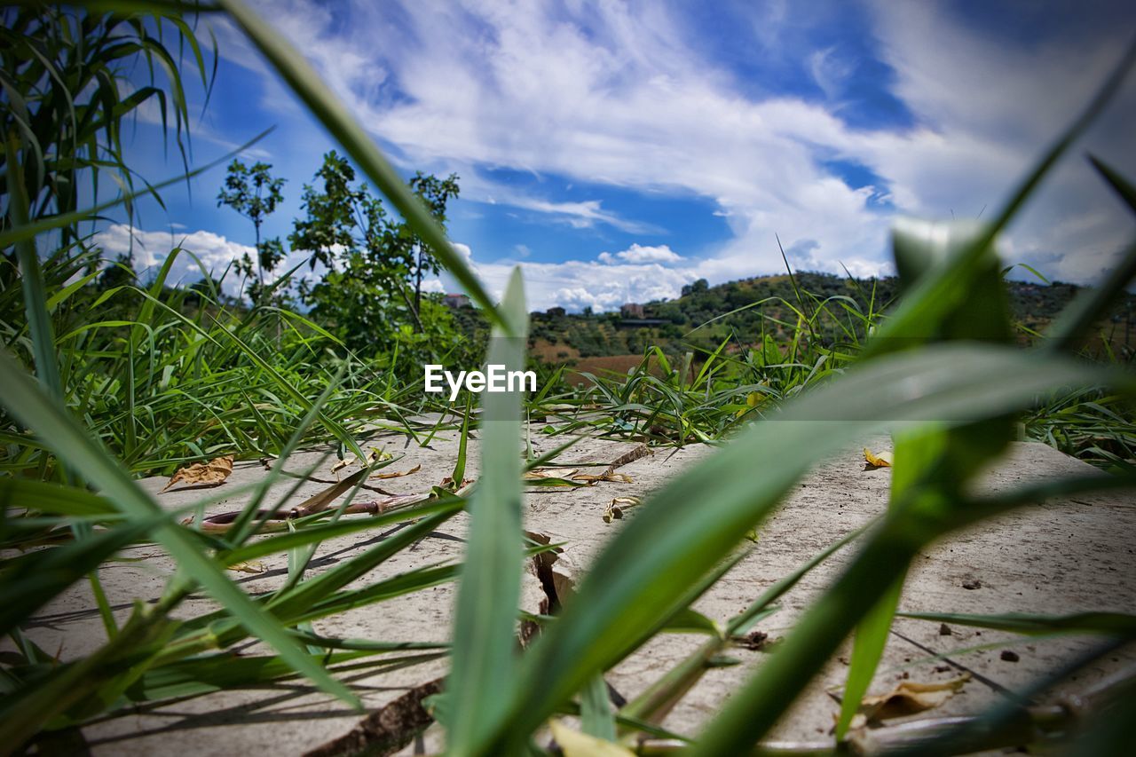 CLOSE-UP OF PLANTS GROWING ON FIELD