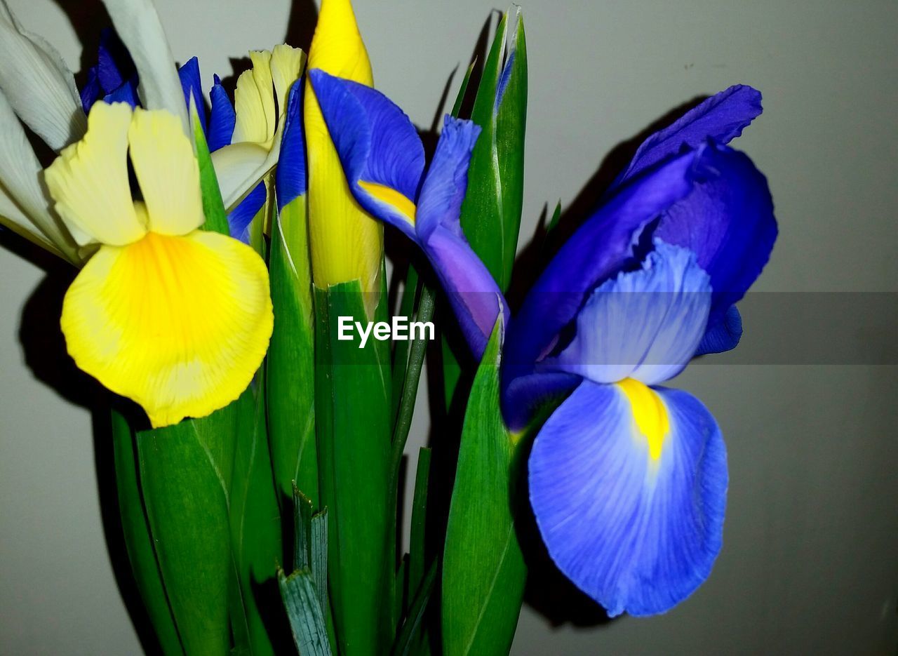 CLOSE-UP OF YELLOW FLOWERS