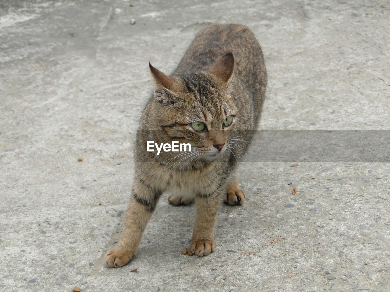 High angle portrait of tabby cat