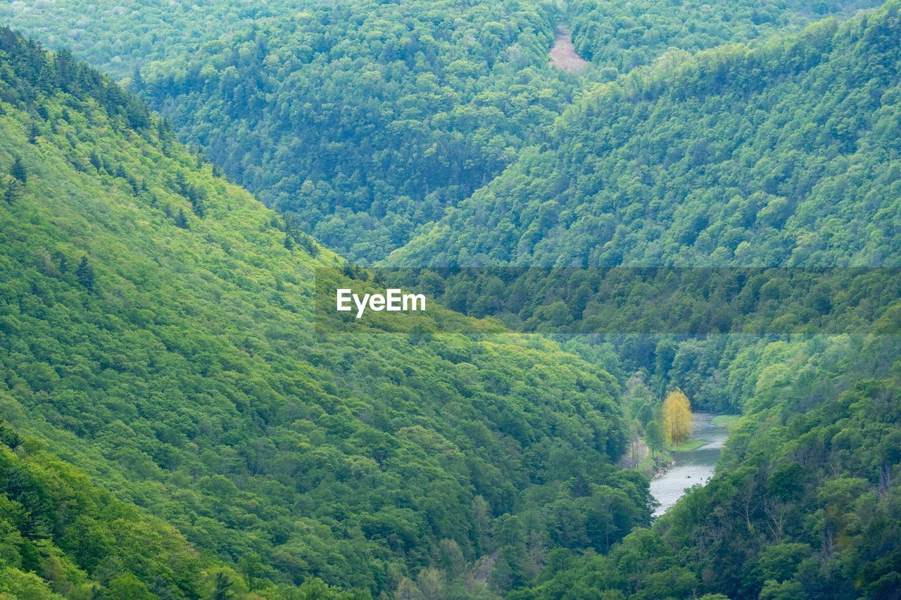 HIGH ANGLE VIEW OF PINE TREES