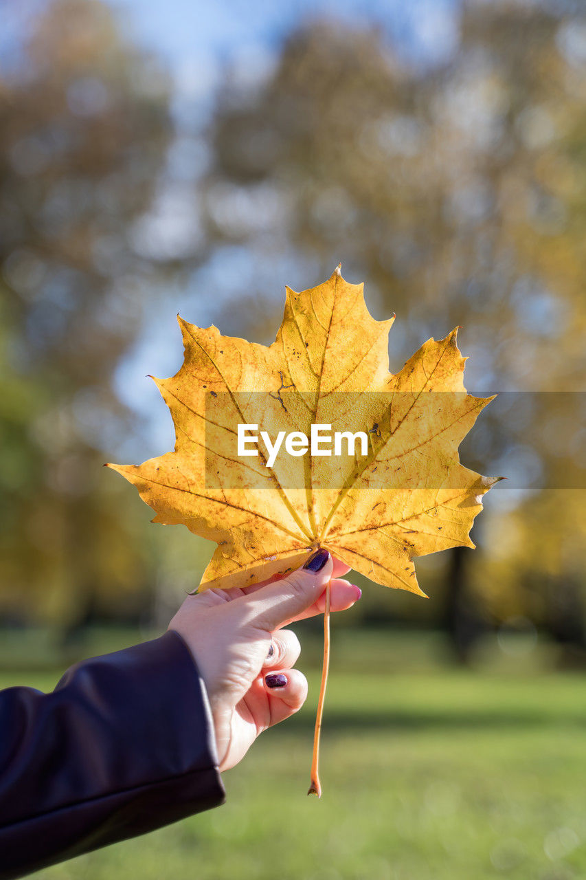 A hand holding a vibrant yellow maple leaf, showcasing the beauty of autumn foliage. 