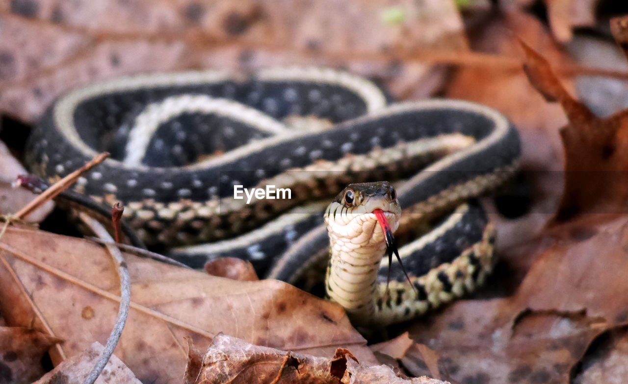 Close-up of snake on leaves