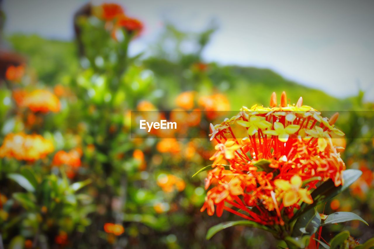 Close-up of orange marigold flower