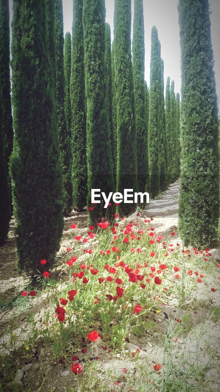 VIEW OF FLOWERING PLANTS ON LAND