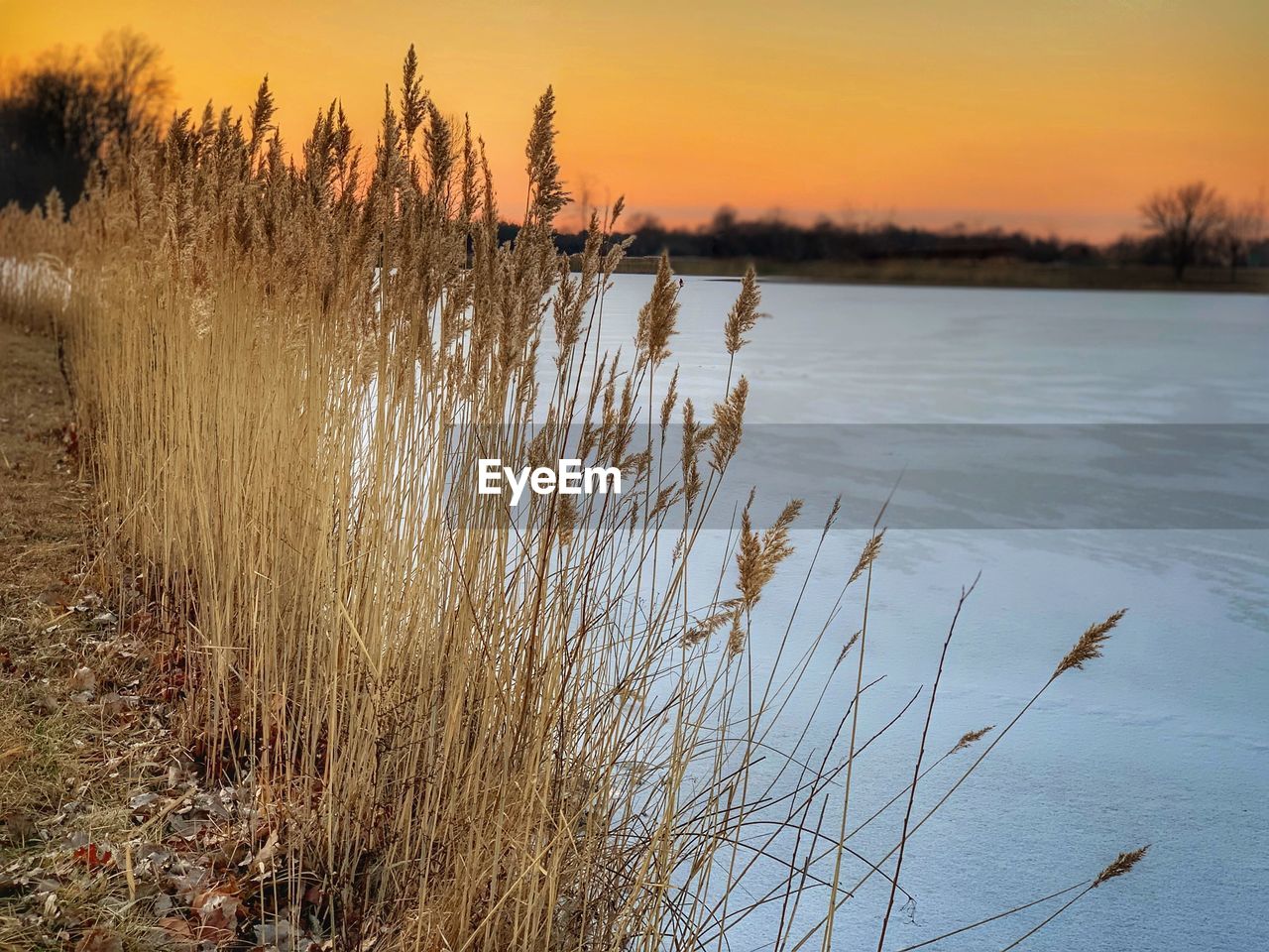 GRASS BY LAKE AGAINST SKY DURING SUNSET