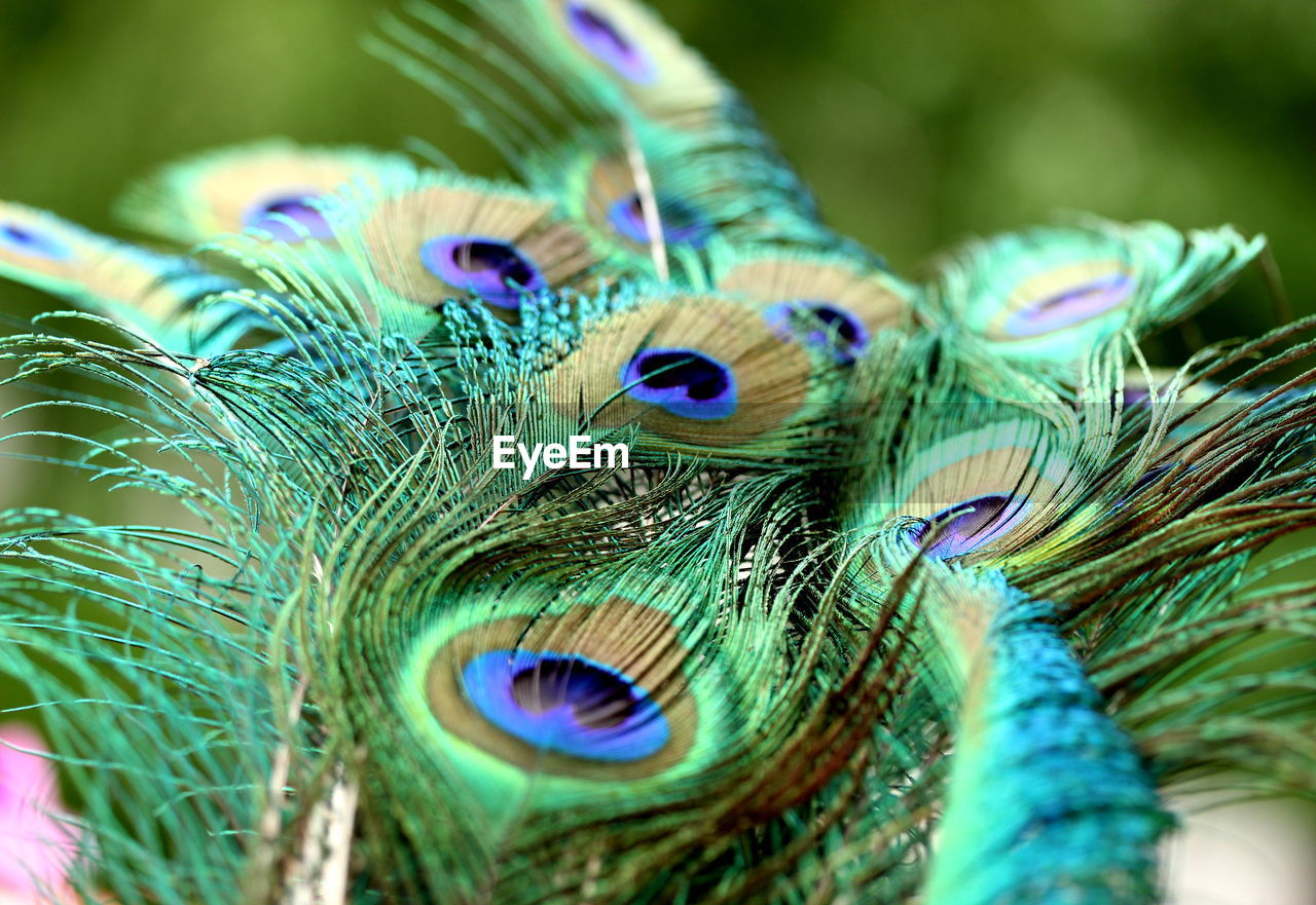 Close-up of peacock feathers