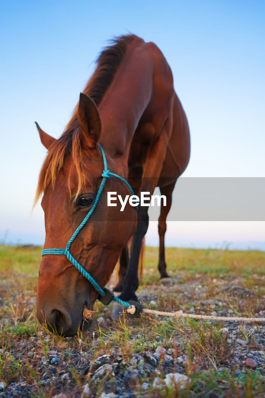 Horse on the hill, sumba island, indonesia