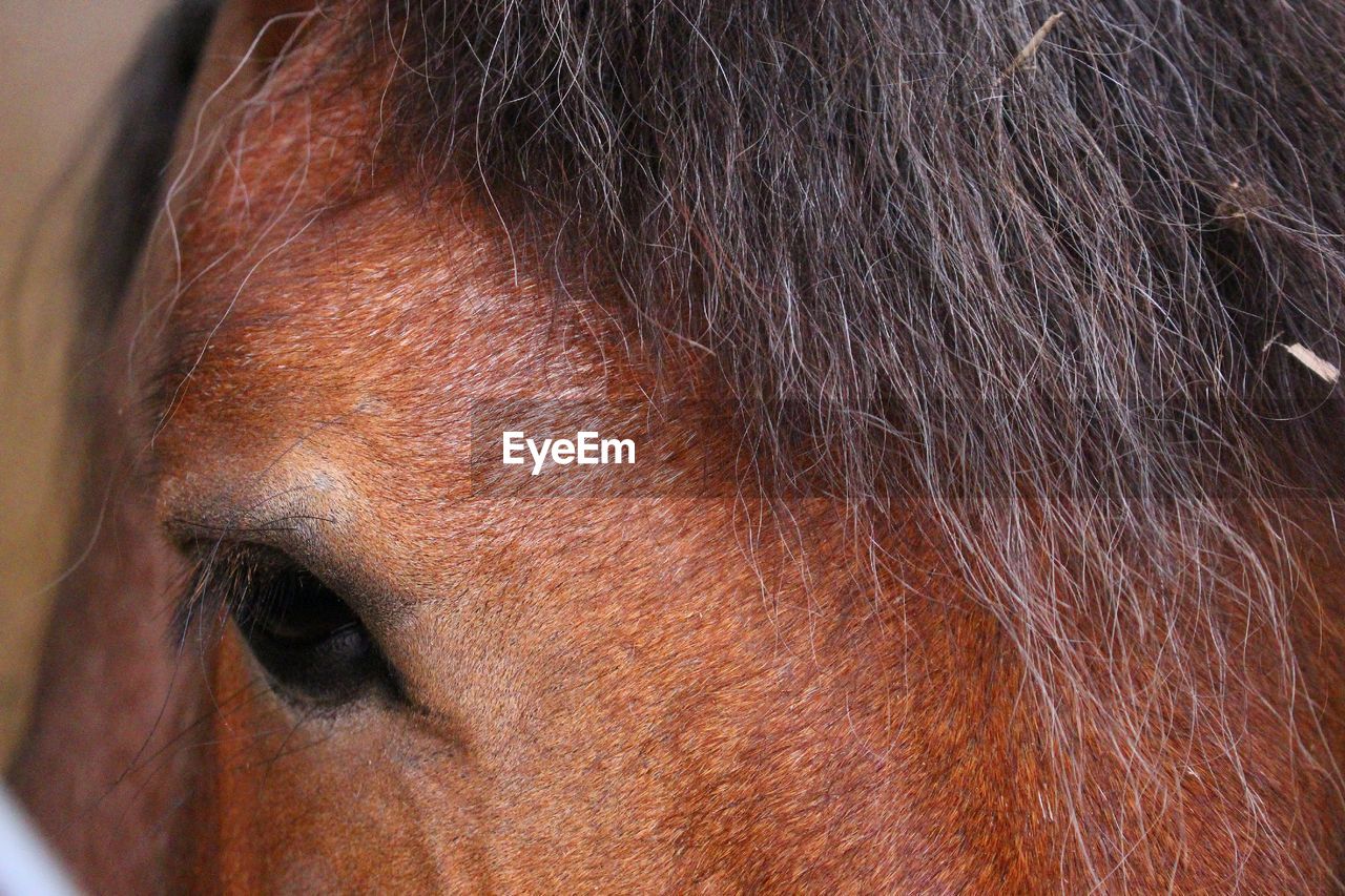 Close-up of horse eye