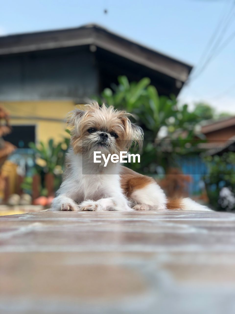 PORTRAIT OF A DOG ON THE WALL