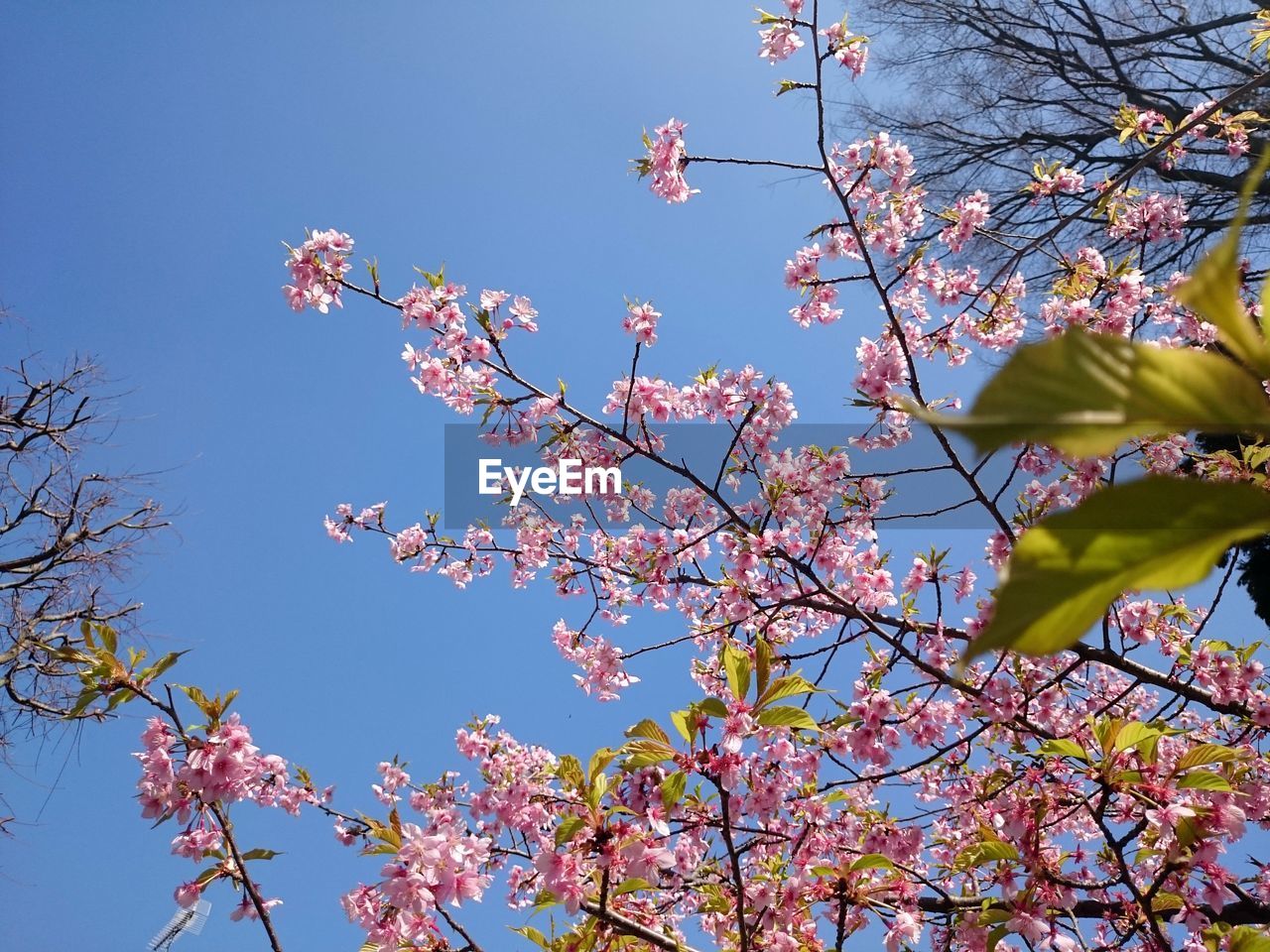 LOW ANGLE VIEW OF CHERRY BLOSSOM AGAINST SKY