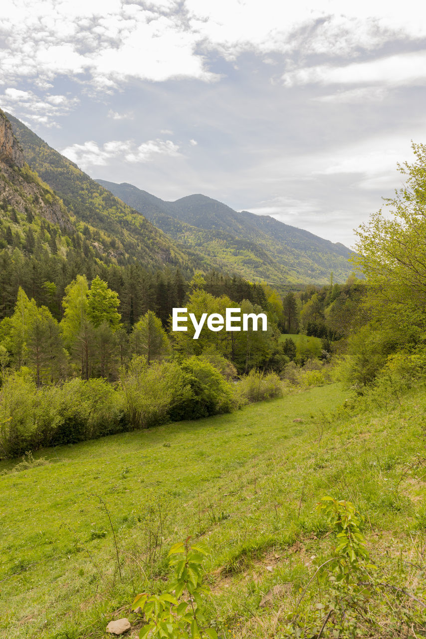 Scenic view of forest and mountains against sky