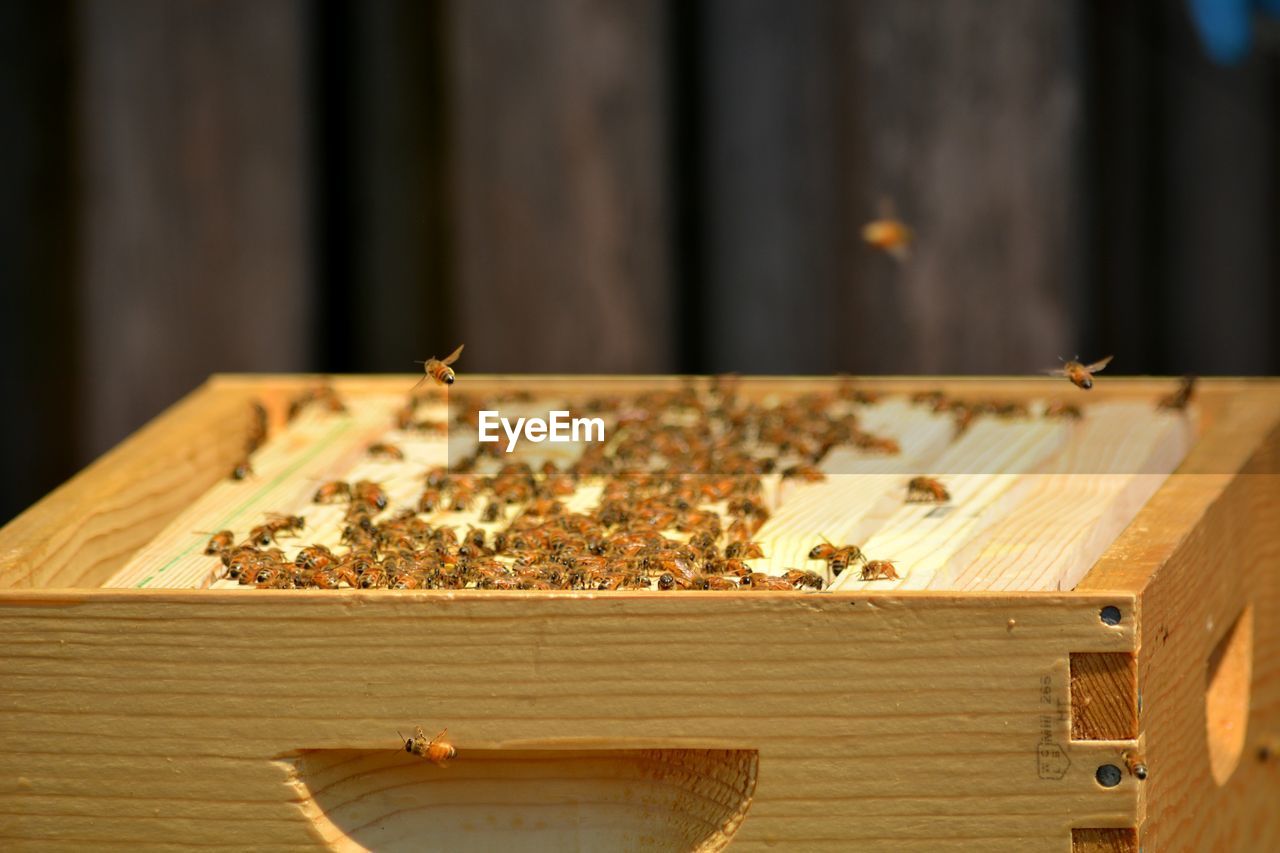 Opened top of young bee colony's hive