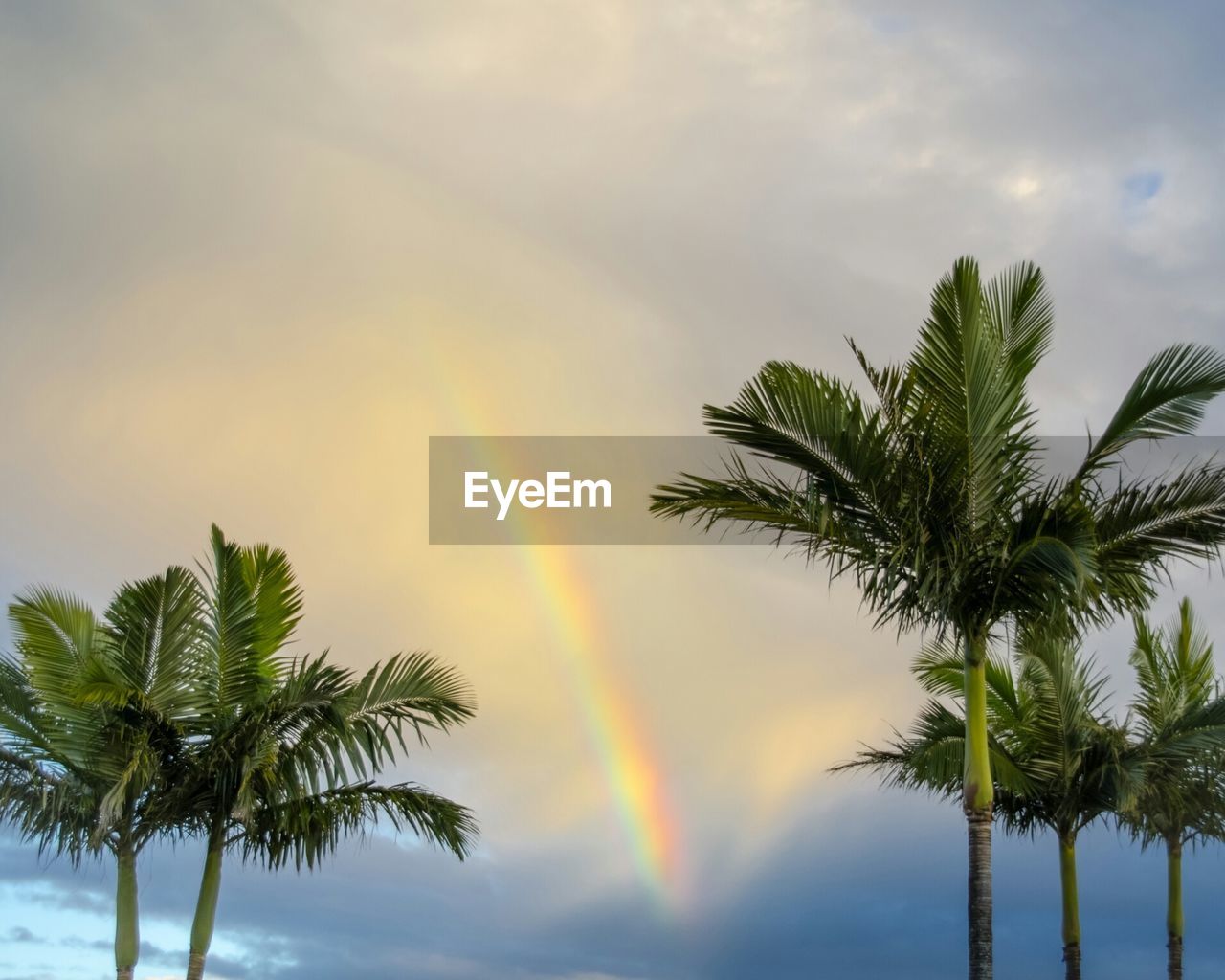 Low angle view of palm trees against rainbow