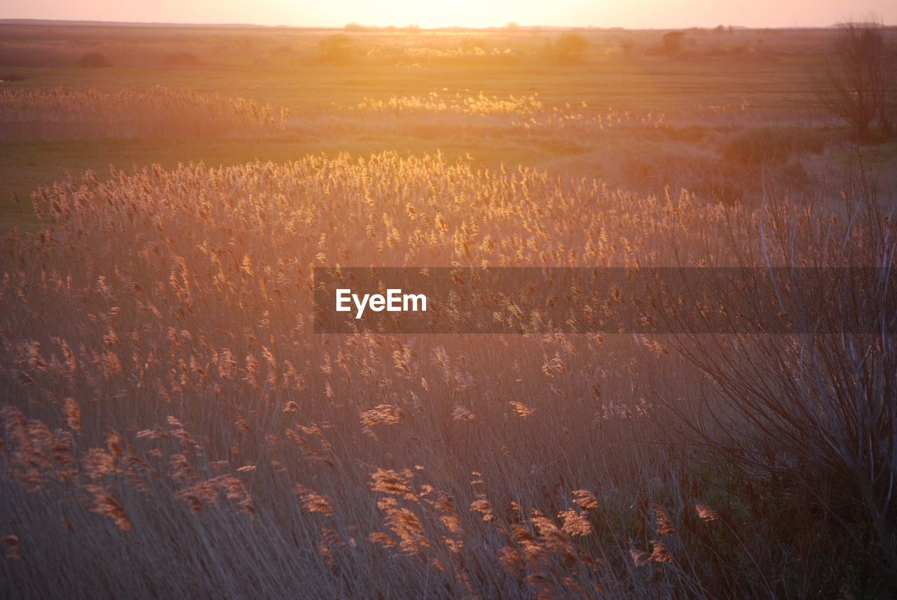 VIEW OF WHEAT FIELD AGAINST SKY