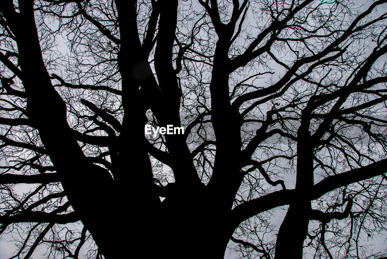 LOW ANGLE VIEW OF SILHOUETTE TREE IN FOREST