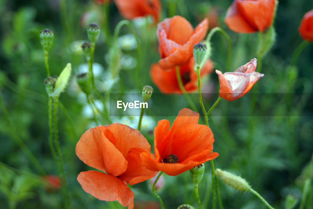 Close-up of orange flowering plant