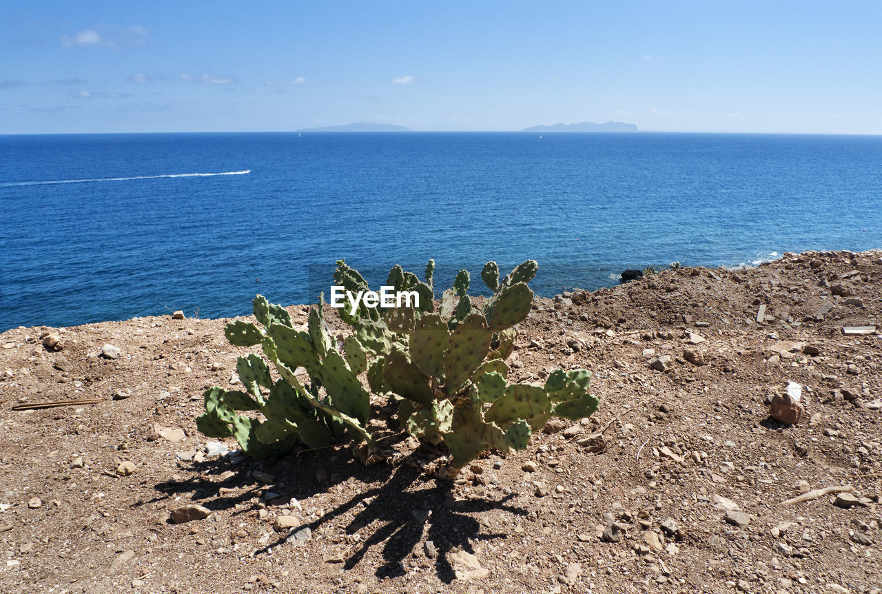 PLANTS GROWING ON BEACH AGAINST SKY