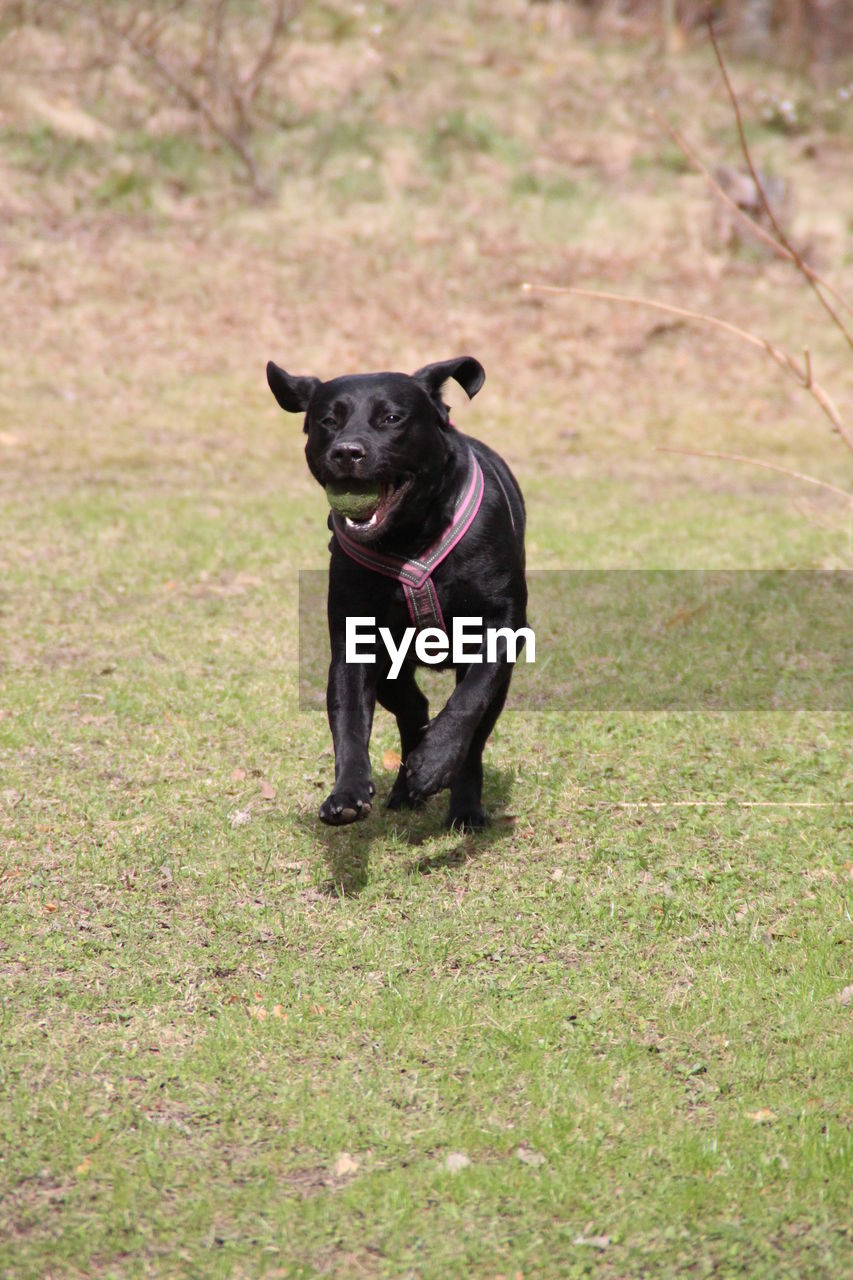 Portrait of dog on grassy field