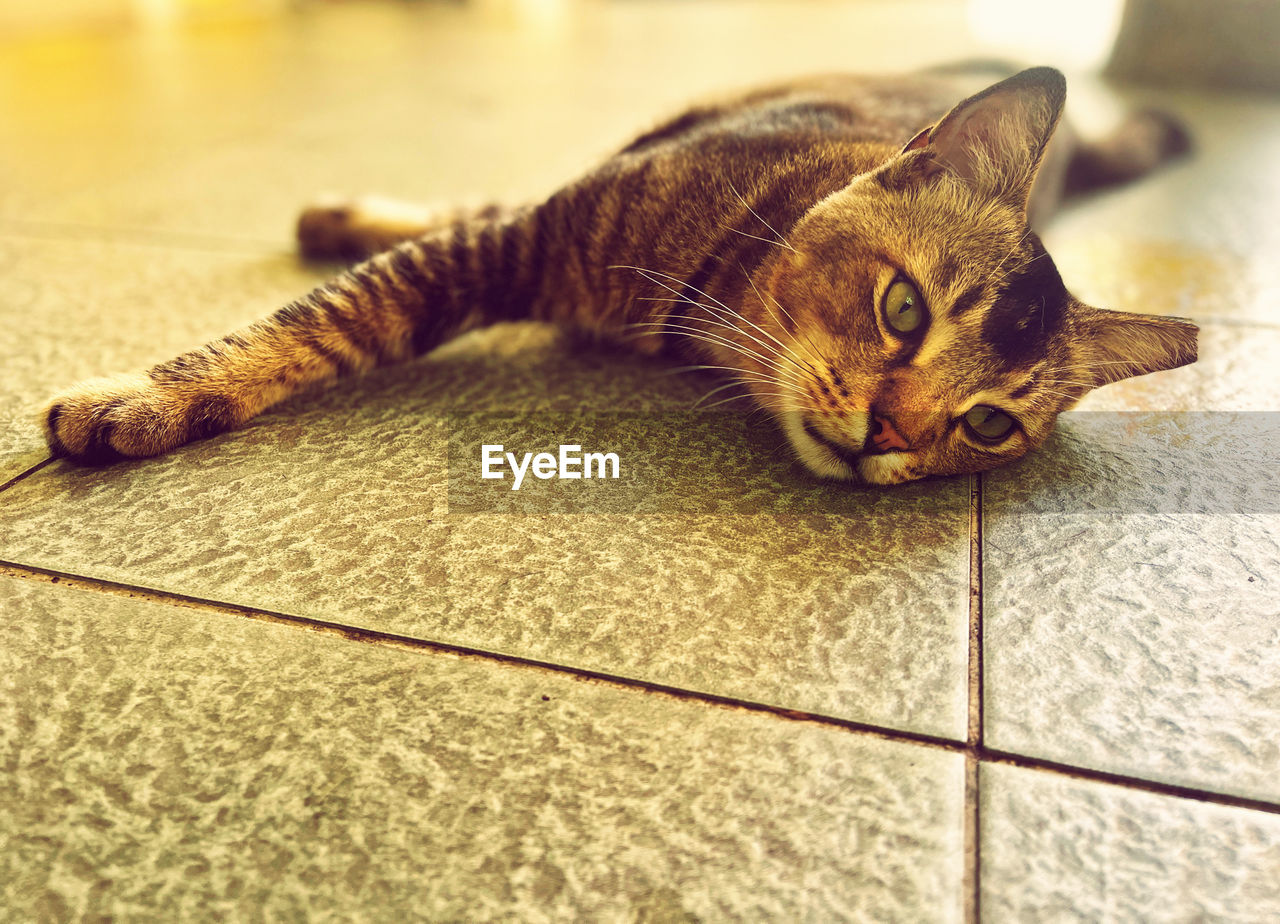 Close-up of cat lying on floor