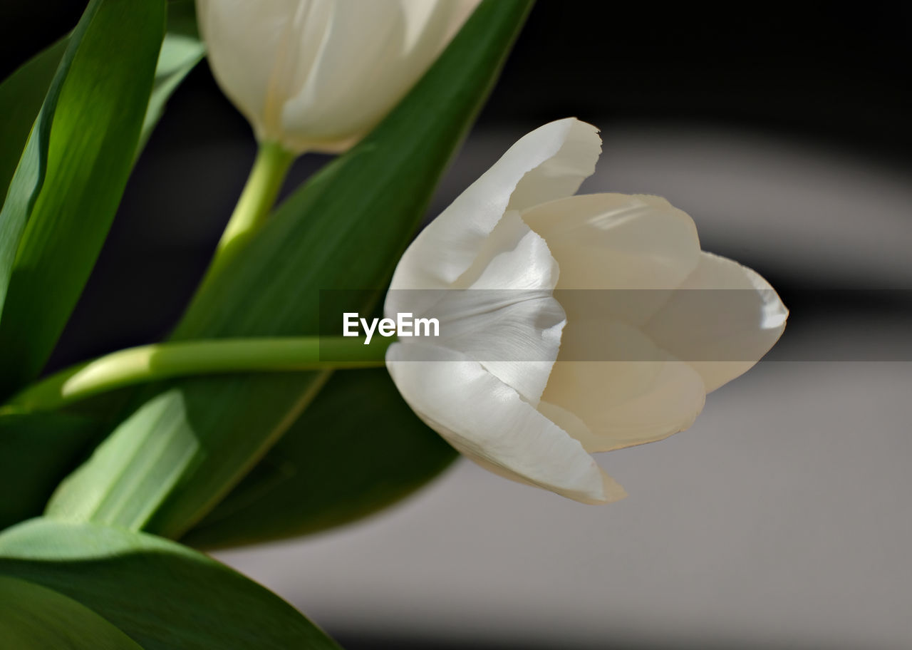 CLOSE-UP OF WHITE FLOWER AND PLANT