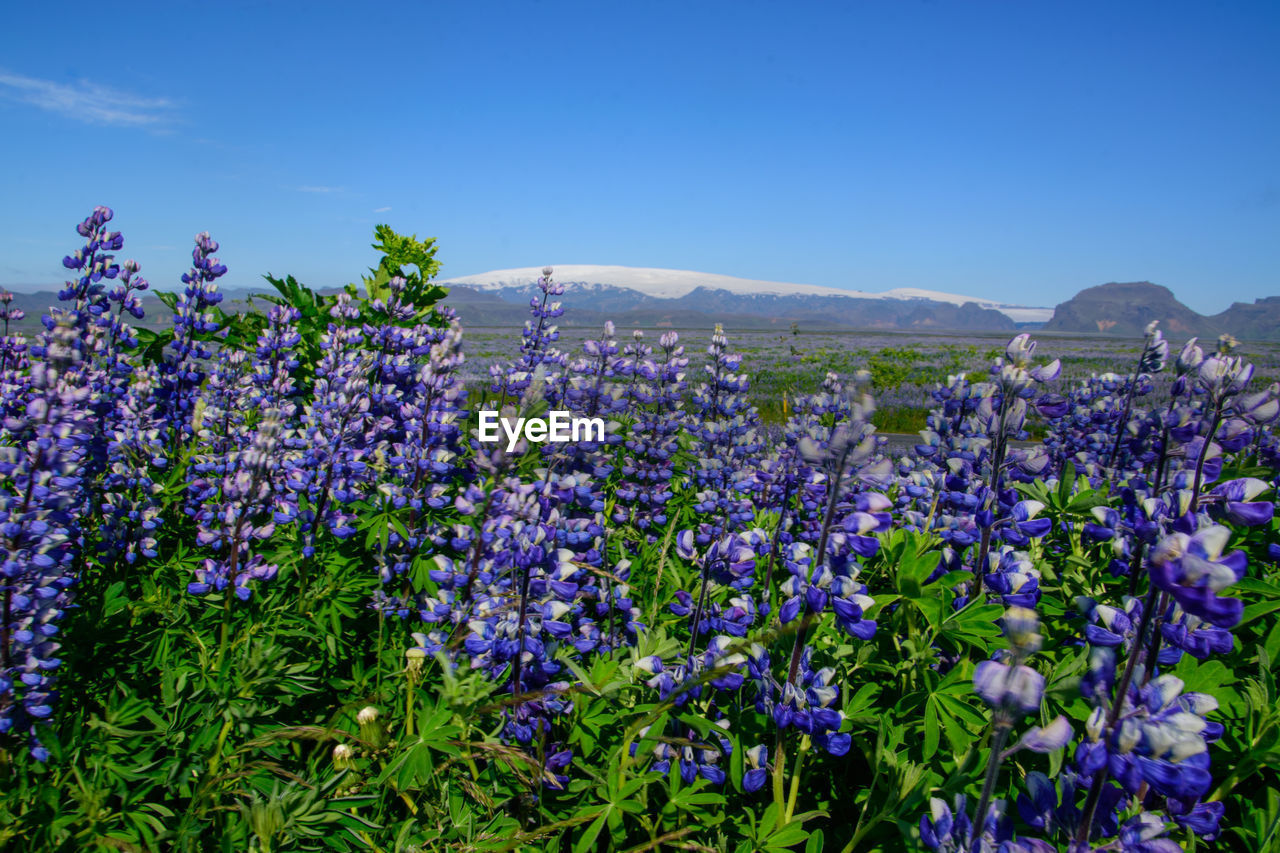 flower, flowering plant, plant, beauty in nature, freshness, purple, nature, sky, blue, land, landscape, growth, environment, field, meadow, wildflower, no people, scenics - nature, lavender, fragility, blossom, mountain, outdoors, springtime, rural scene, day, tranquility, botany, clear sky, agriculture, abundance, tranquil scene, food and drink, summer, sunlight, food, non-urban scene