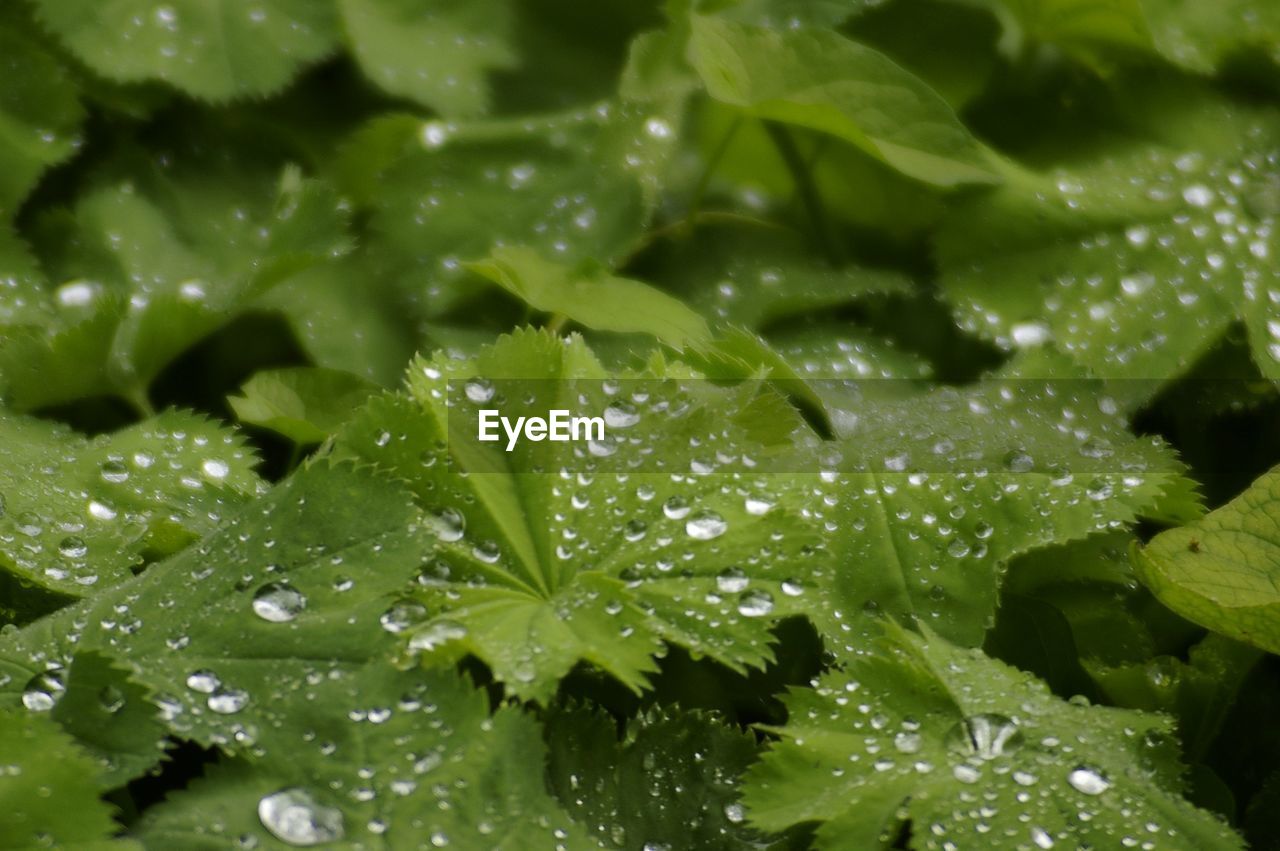 WATER DROPS ON LEAVES