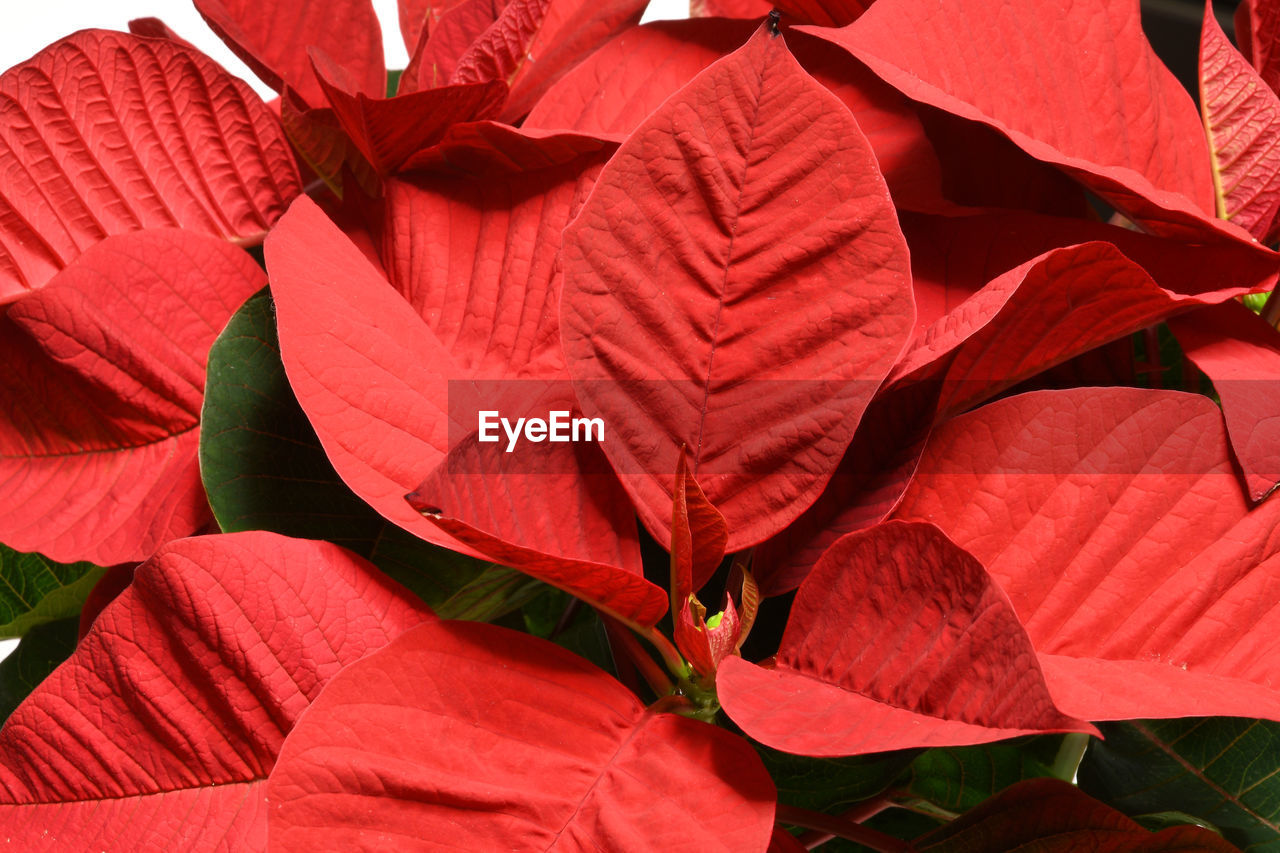 FULL FRAME SHOT OF RED FLOWERING PLANT WITH LEAVES
