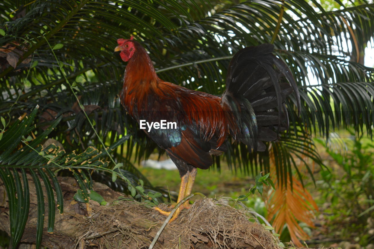 Close-up of rooster on tree