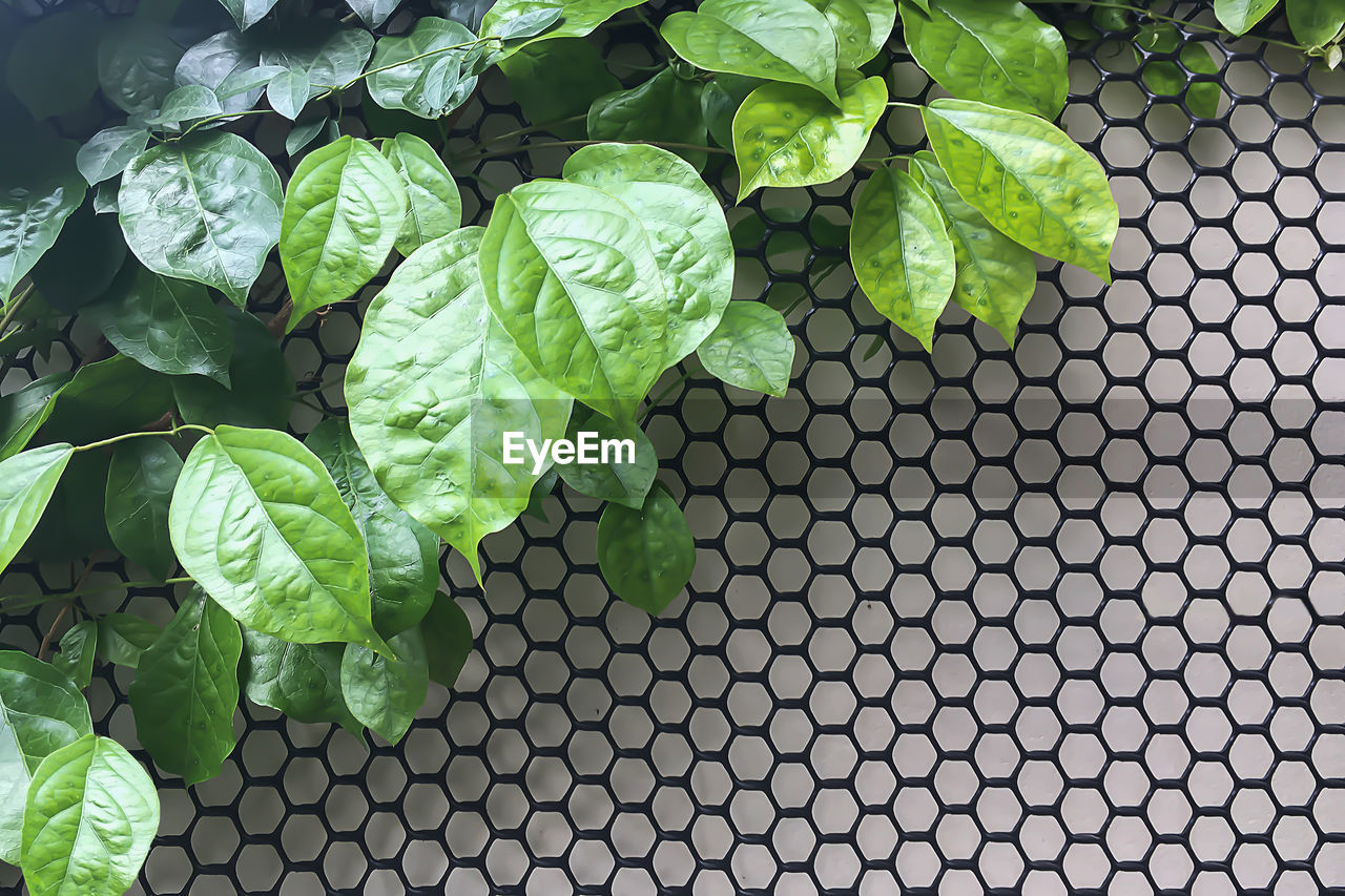 CLOSE-UP OF POTTED PLANT LEAVES