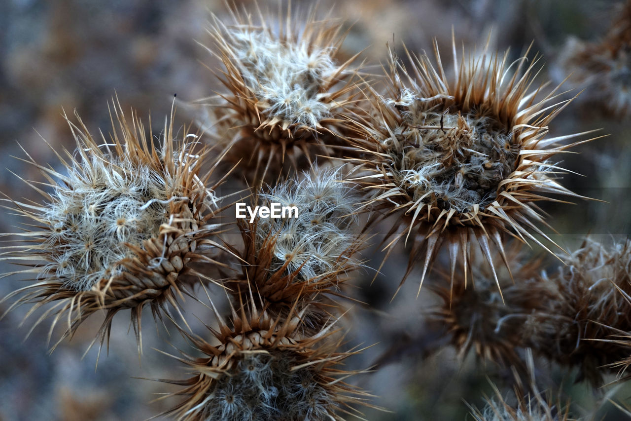 Close-up of dried plant