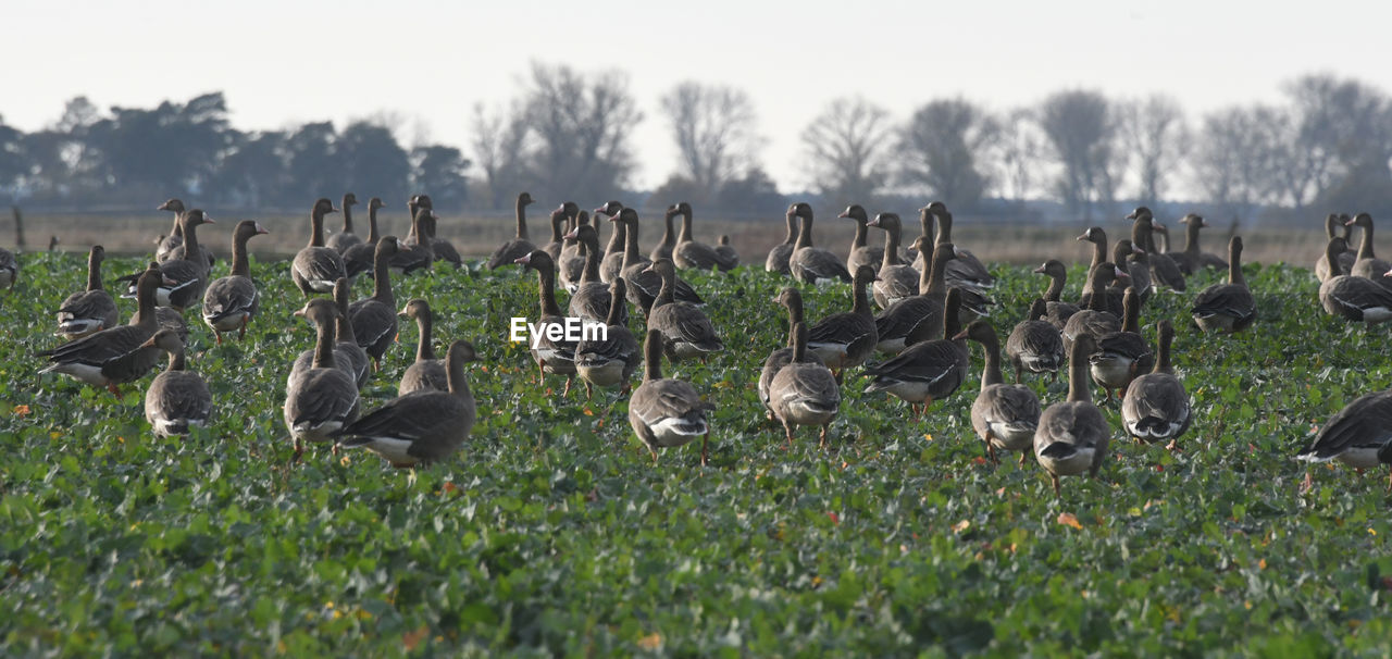 wildlife, animal, animal themes, animal wildlife, bird, large group of animals, water bird, plant, group of animals, nature, grass, no people, flock of birds, goose, duck, ducks, geese and swans, day, land, sky, field, outdoors, environment, panoramic, beauty in nature