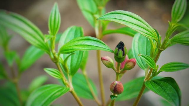 CLOSE-UP OF PLANT