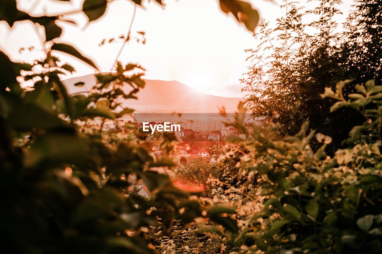 Scenic view of flowering plants and trees against sky at sunset 