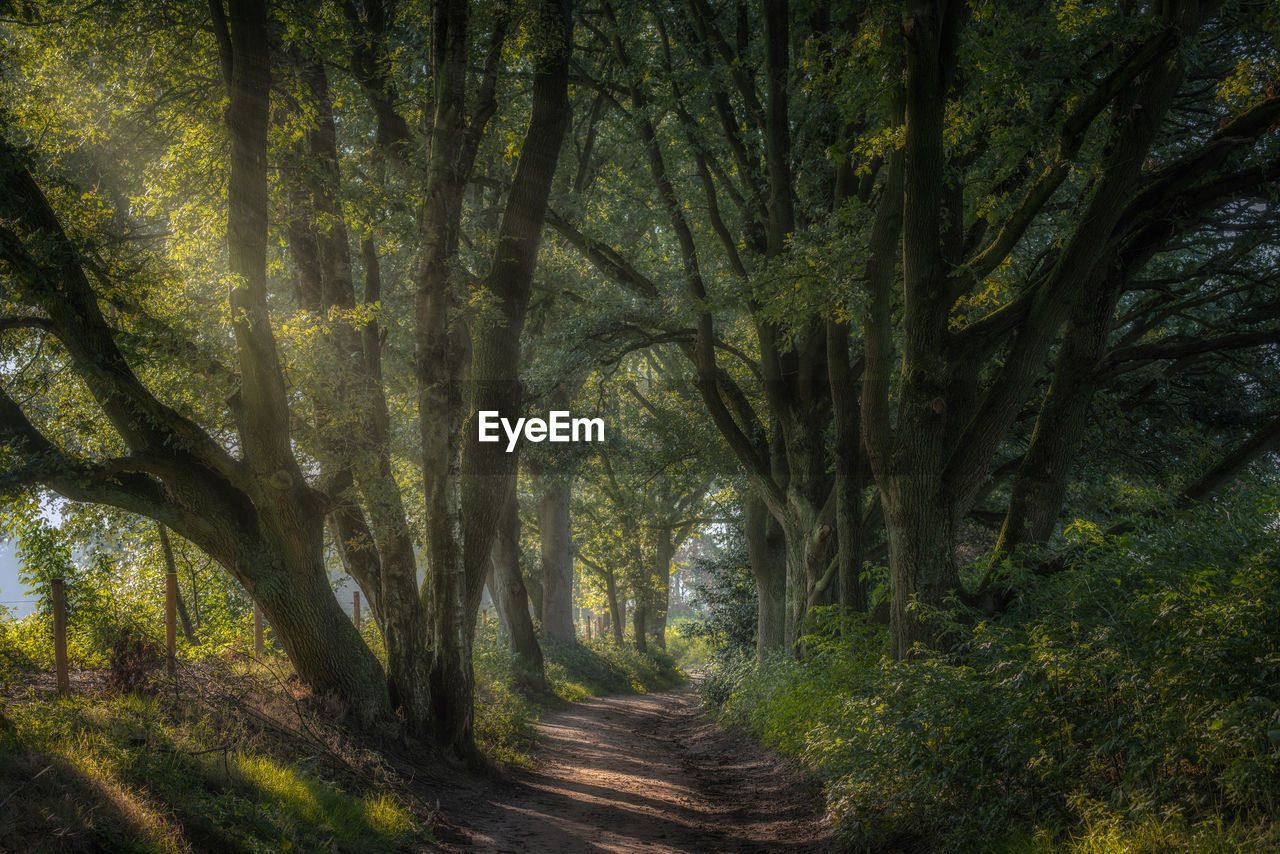 Road amidst trees in forest