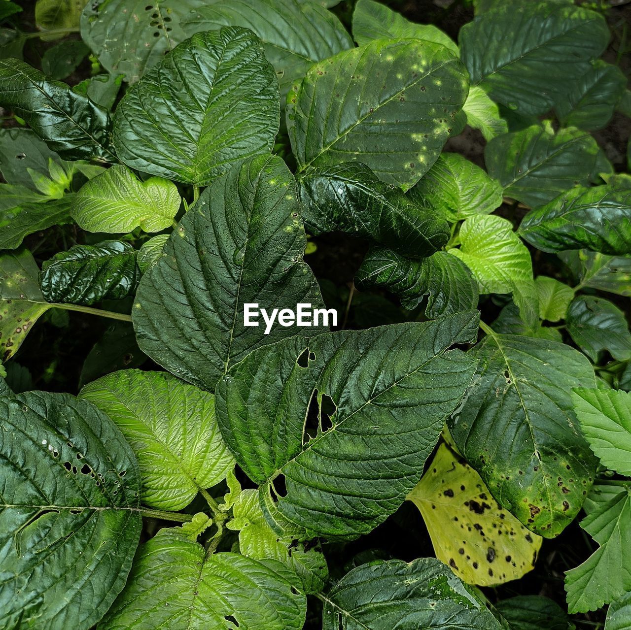 green, leaf, plant part, plant, growth, full frame, nature, food and drink, backgrounds, freshness, no people, food, flower, beauty in nature, produce, close-up, day, outdoors, herb, high angle view, healthy eating, leaf vein
