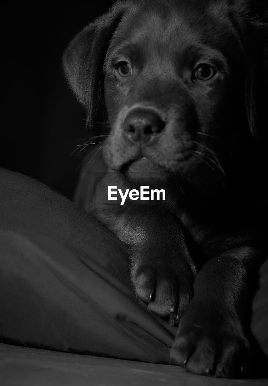 CLOSE-UP PORTRAIT OF CUTE PUPPY RELAXING ON BLANKET