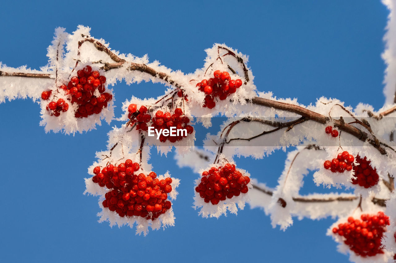 Beautiful rowan branch in hoarfrost
