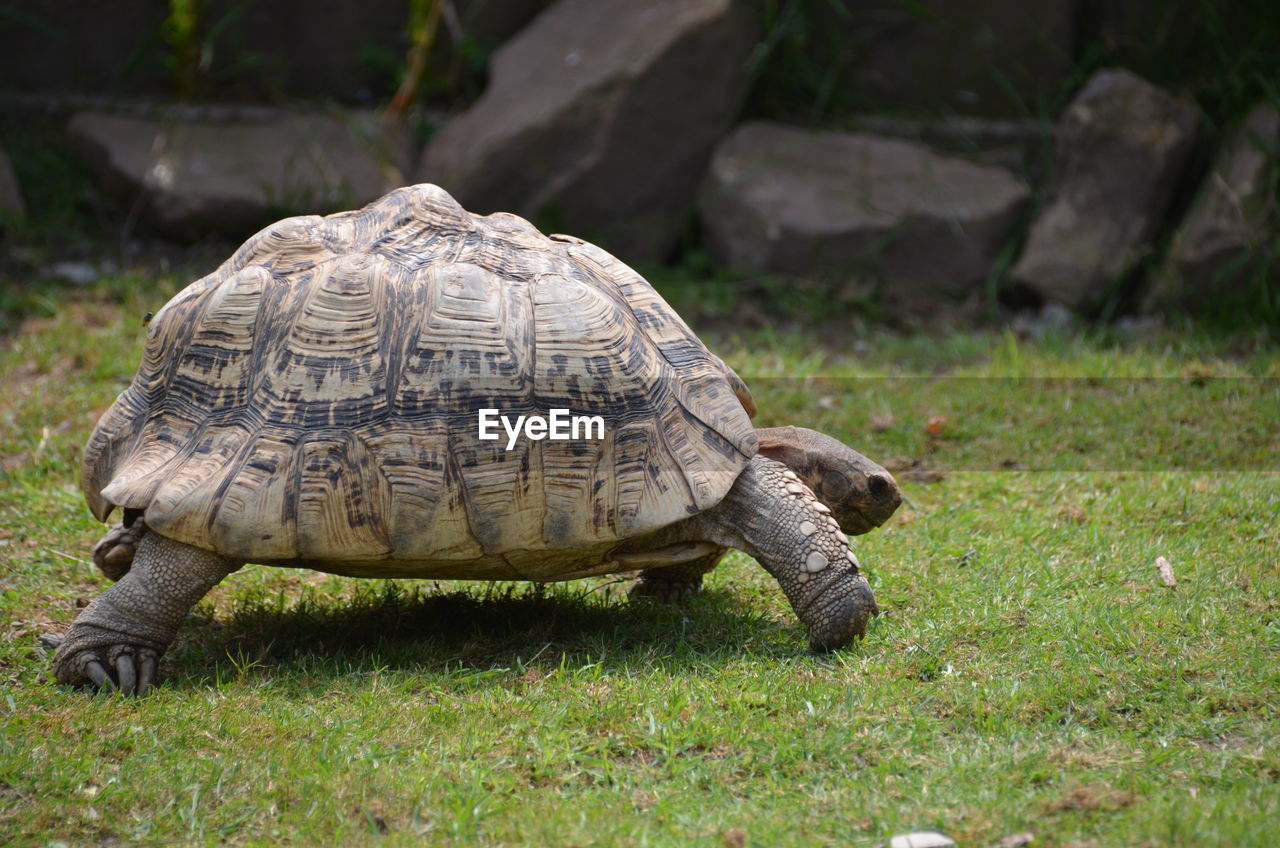 CLOSE-UP OF TORTOISE