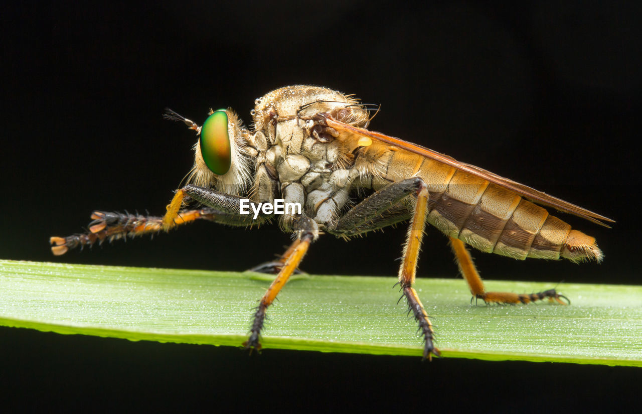 CLOSE-UP OF GRASSHOPPER