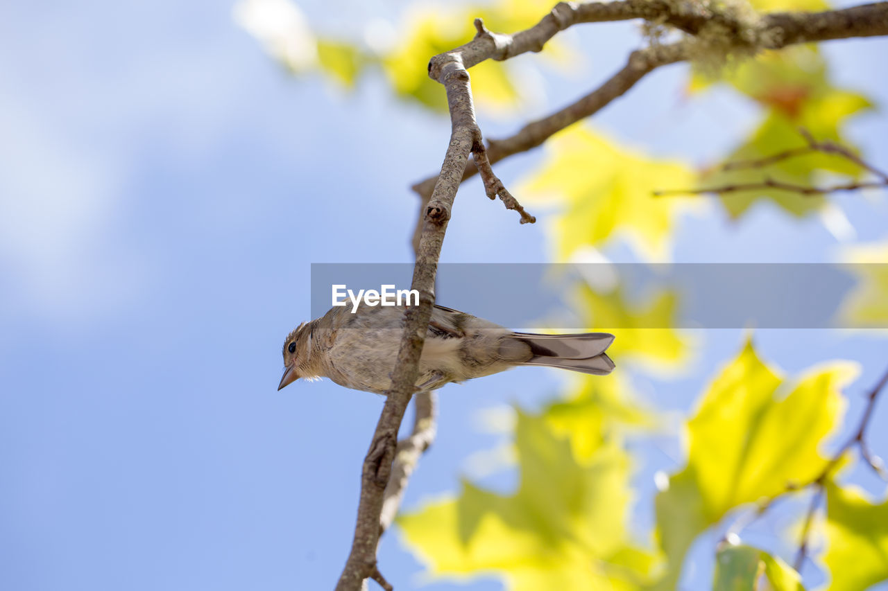 LOW ANGLE VIEW OF BIRD FLYING IN SKY