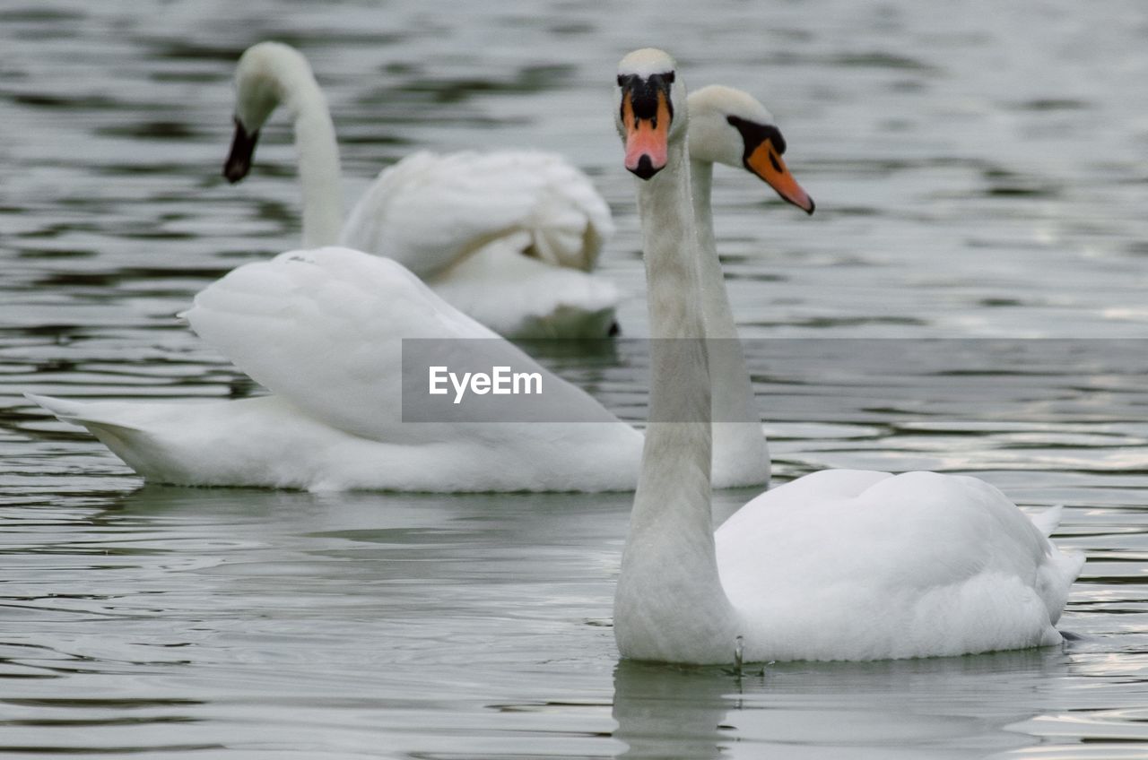 SWAN FLOATING ON WATER