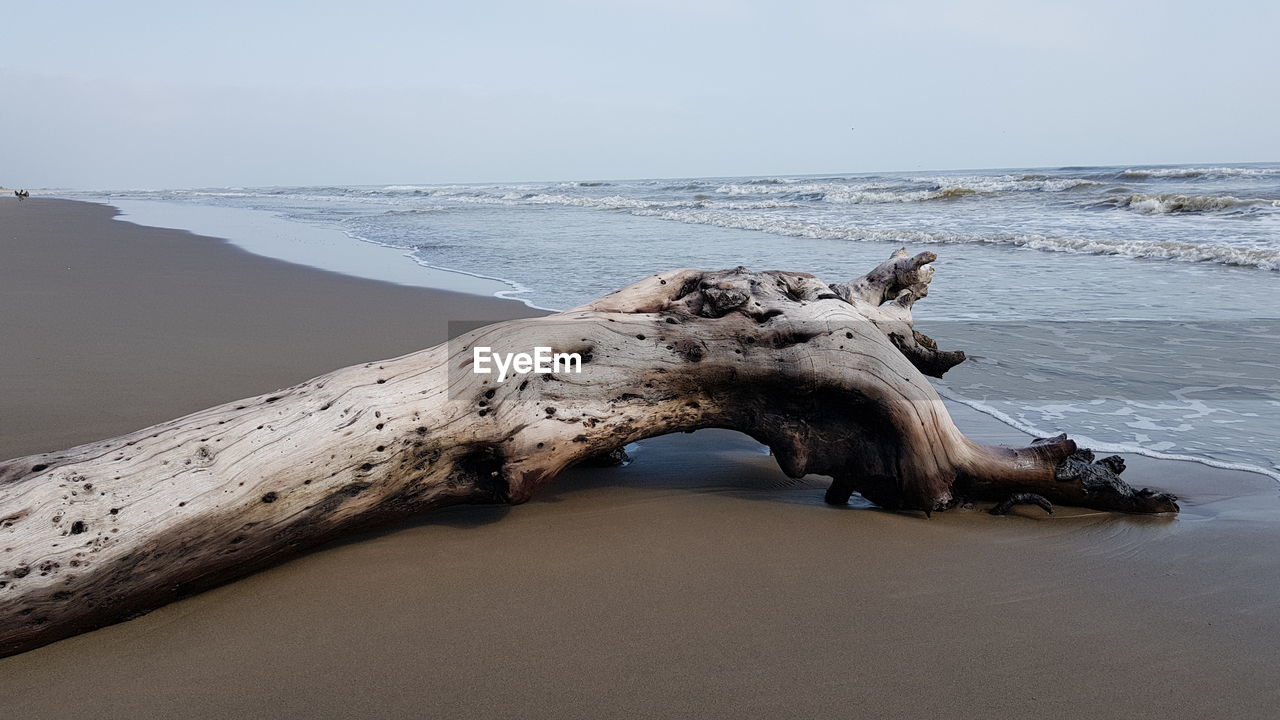 DRIFTWOOD ON BEACH BY SEA AGAINST SKY