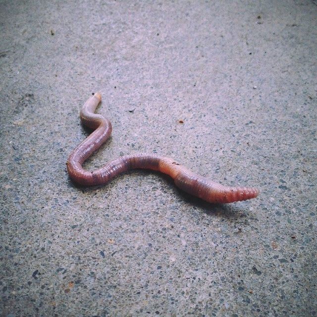 Close-up of earthworm on ground