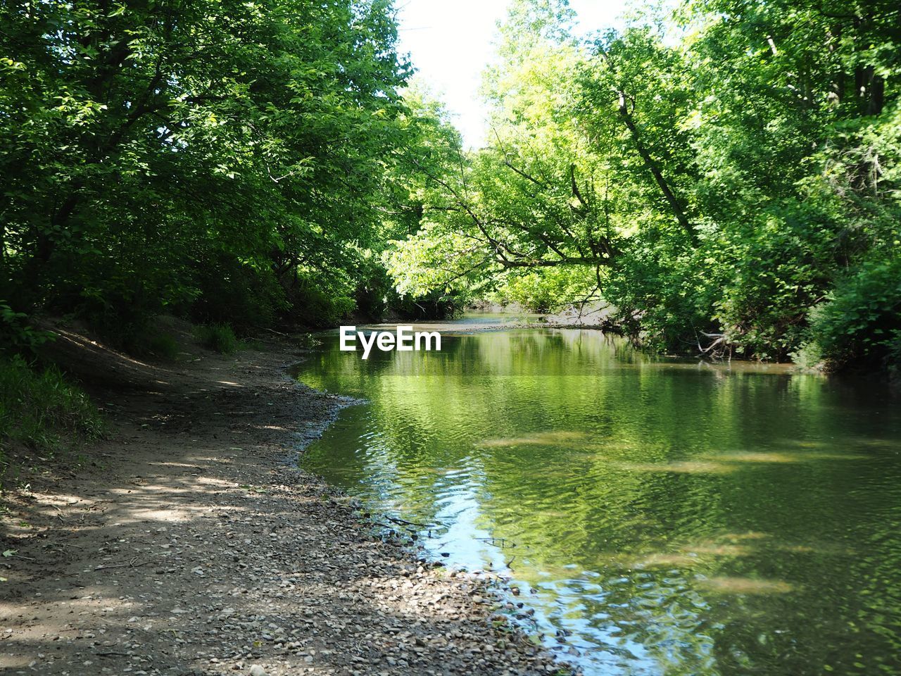 SCENIC VIEW OF WATER FLOWING IN FOREST