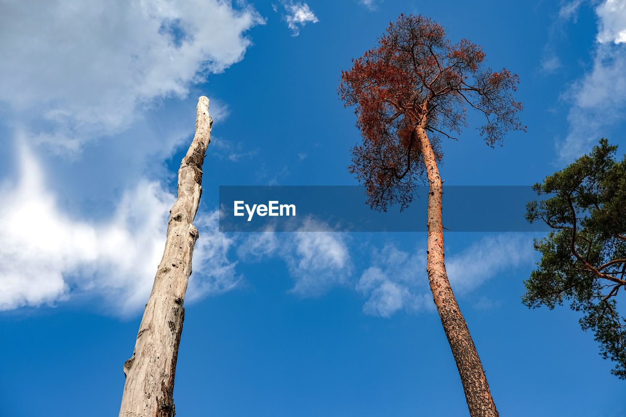 Low angle view of tree against blue sky